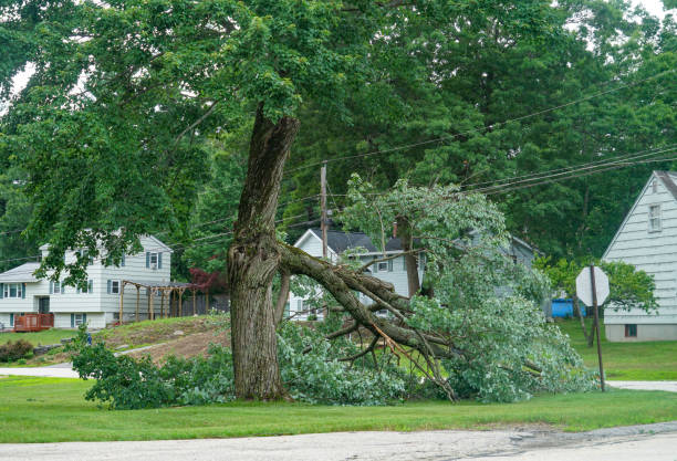 Best Large Tree Removal  in Jenks, OK